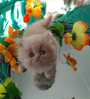 Persian kitten for sale