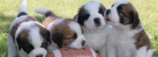 Saint Bernard Puppies | Junk Mail Marketplace