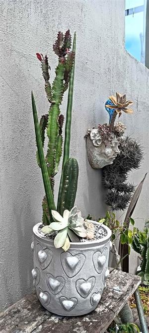 Stunning plant Combo in a large cement pot