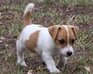 JACK RUSSELL PUPPIES  REGISTERED. 6