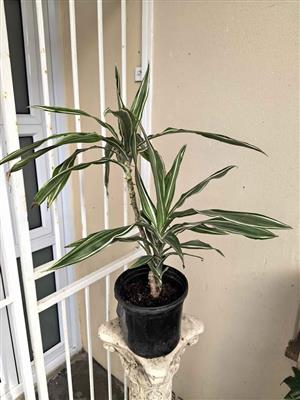 Variegated Green and White Leaf Draceana in 17cm pot