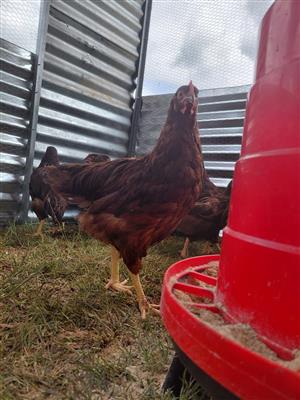 Rooster 4 month old