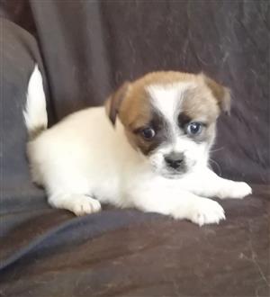 pekingese x jack russell