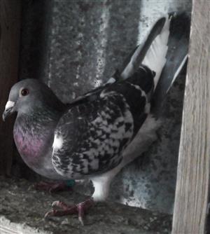Racing pigeon forsale 