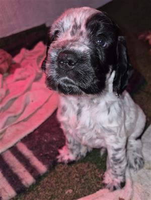 Purebred Cocker Spaniel Puppies 