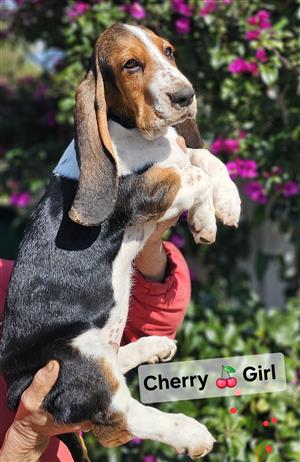 Basset Hound puppies 