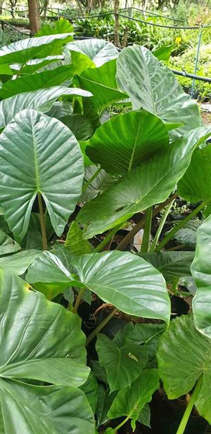 Elephant ear
