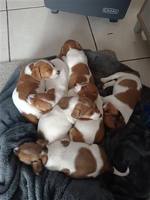 Jack Russel