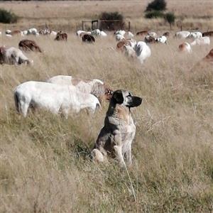 Anatolian shepherds