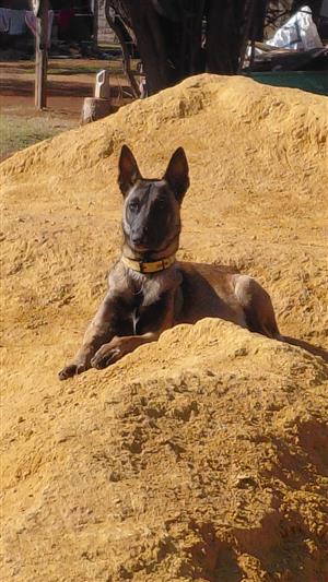 Belguin Shepard cross puppies