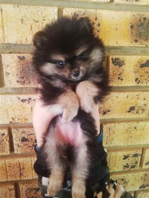 Toy Pom puppy for sale.1 Female