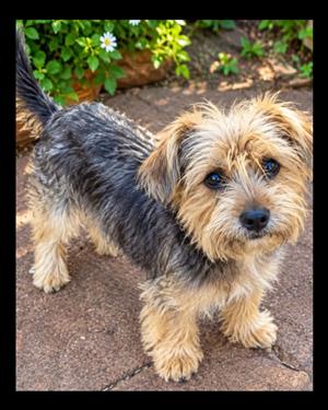 Yorkie / Yorkshire Terrier pup
