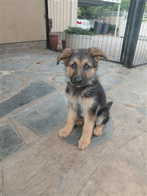 German Shepherd puppies