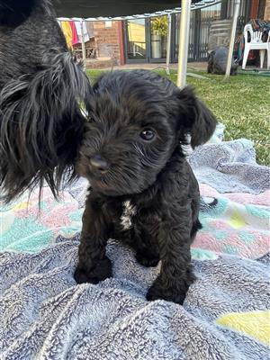 Miniature schnauzers