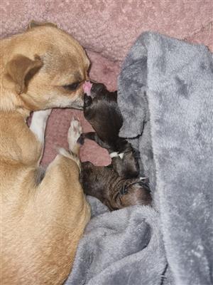 Chihuahua Puppies 