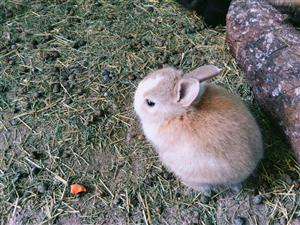 Dwarf rabbits for sale