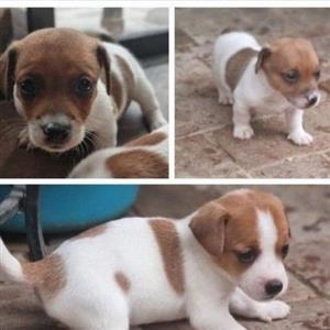 Purebred Short legged  Jack Russell pups for sale.