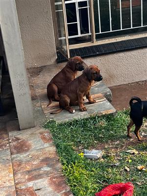 Rhodesian Ridgeback Puppies