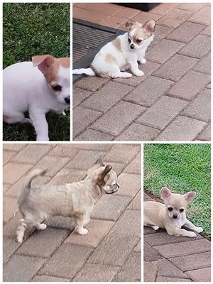 Chihuahua pappies 6weeks old Dewormed and Vaccinated 1x male 3xfemale