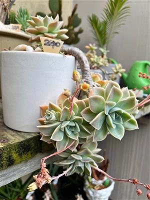 Succulent in a ceramic pot