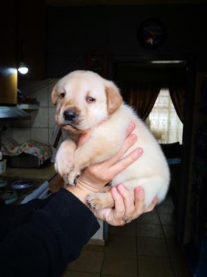 Golden Labrador puppy