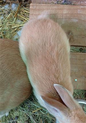 New Zealand Red Rabbits 