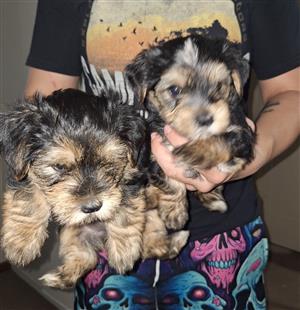 Yorkie puppies for sale 