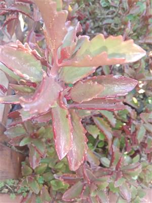 Six Angled Kalanchoe plant for sale