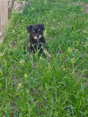 Schnauzer / Maltese pups