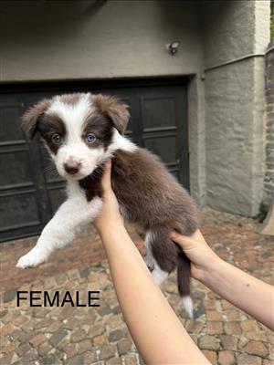 Border Collie Pups for sale