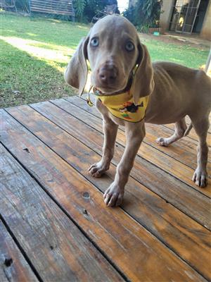 Weimerane puppy's 