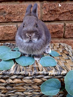 Purebred Netherland Dwarf bunny for sale