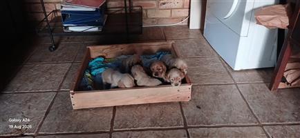 Cocker spaniel puppies 