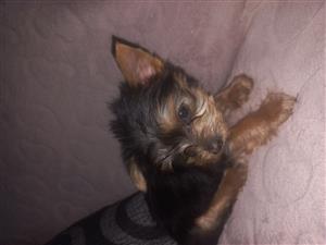 Teacup female born 23 November 2023 vaccinated and dewormed very small puppie
