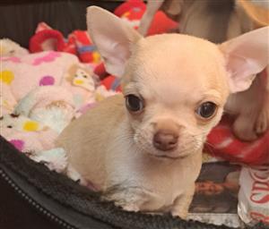 Chihuahua