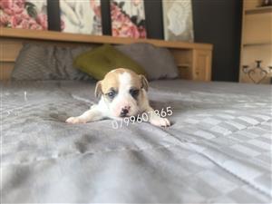 Pedigree jackrussel pups