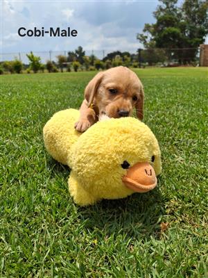 Golden Labrador Puppy
