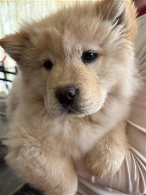 Beautiful Cream Chow Chow Female Looking for Her Forever Home