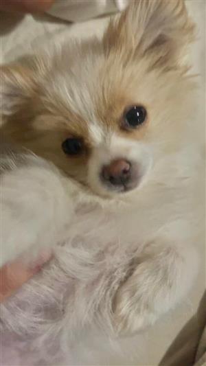 Toypom puppy