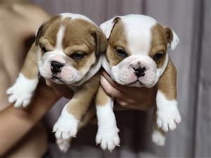 English Bulldog Puppies