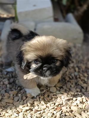 Pekingese Pups