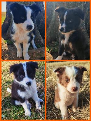 Male Border Collie puppies available 