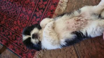 Pekingese puppy