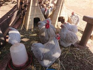 Lavender chickens for sale R400 per pair 