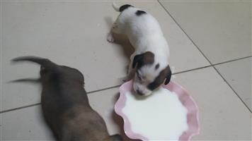 Short legged Jack Russells puppies.