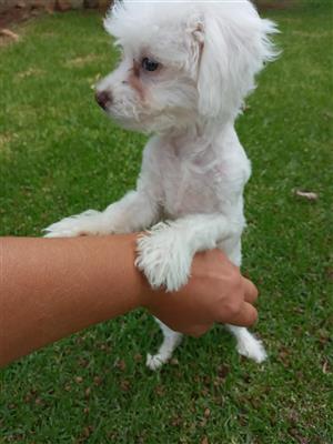 Extremly small pure bred maltese poodle female 