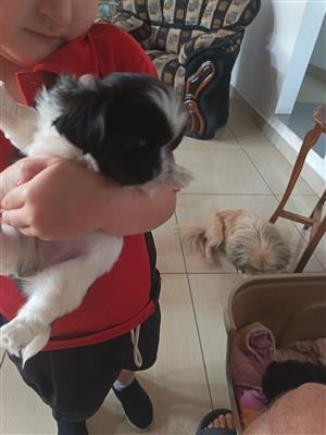 Pikanese puppies ready for there new home