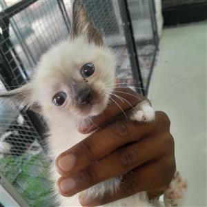 siamese kitten's 