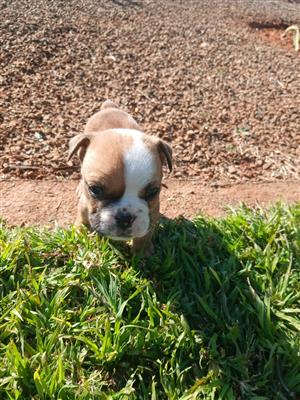 English bulldogs puppy's 