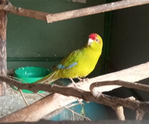 Parakeet Birds for sale